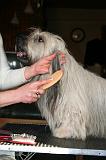 SKYE TERRIER - BROSSAGE 088